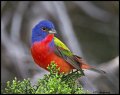 _2SB3125 painted bunting